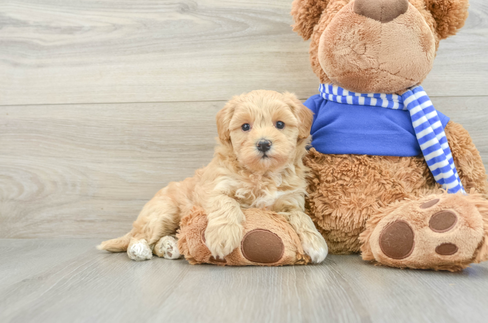 7 week old Maltipoo Puppy For Sale - Pilesgrove Pups