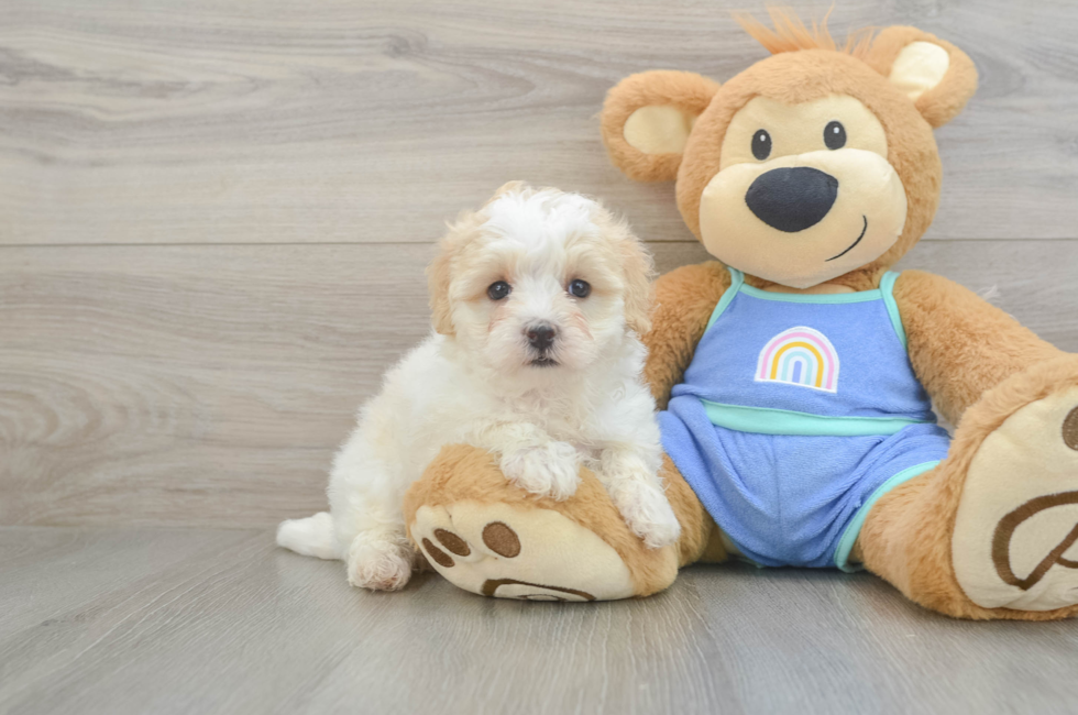 5 week old Maltipoo Puppy For Sale - Pilesgrove Pups