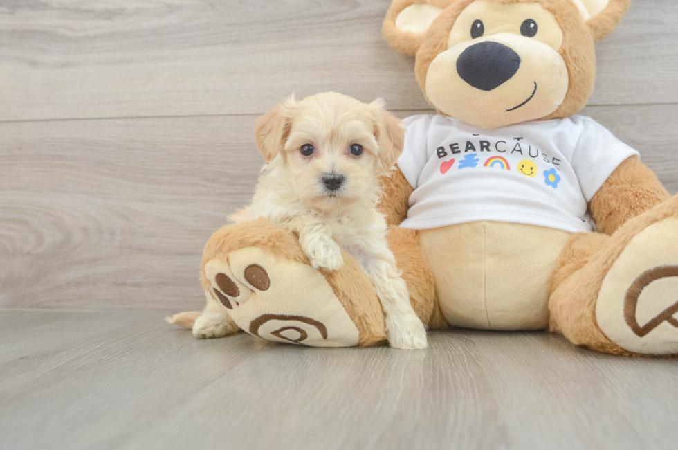 6 week old Maltipoo Puppy For Sale - Pilesgrove Pups