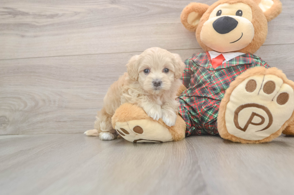 5 week old Maltipoo Puppy For Sale - Pilesgrove Pups