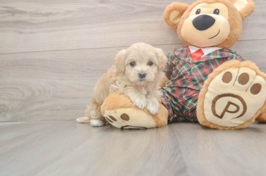Maltipoo Pup Being Cute