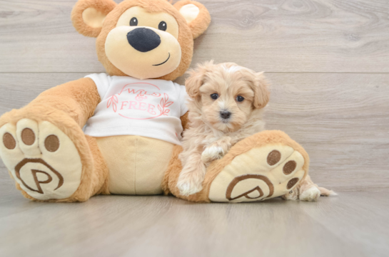Best Maltipoo Baby