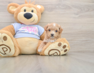 7 week old Maltipoo Puppy For Sale - Pilesgrove Pups