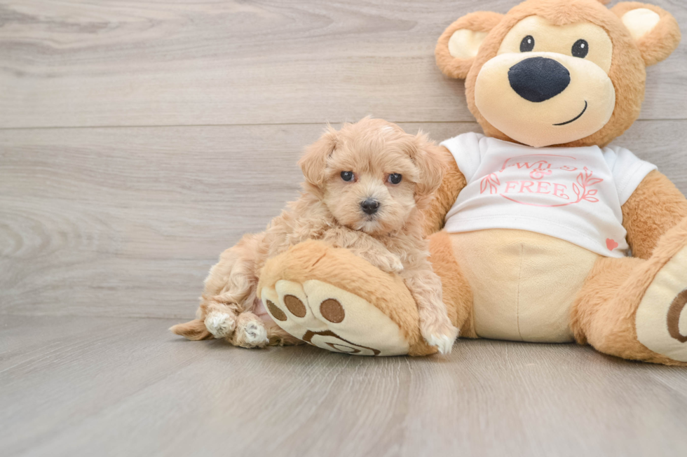 Energetic Maltepoo Poodle Mix Puppy