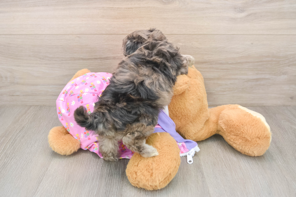 Maltipoo Puppy for Adoption