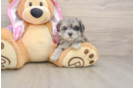 Maltipoo Puppy for Adoption