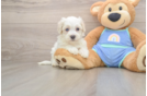 Maltipoo Puppy for Adoption