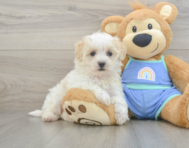 8 week old Maltipoo Puppy For Sale - Pilesgrove Pups