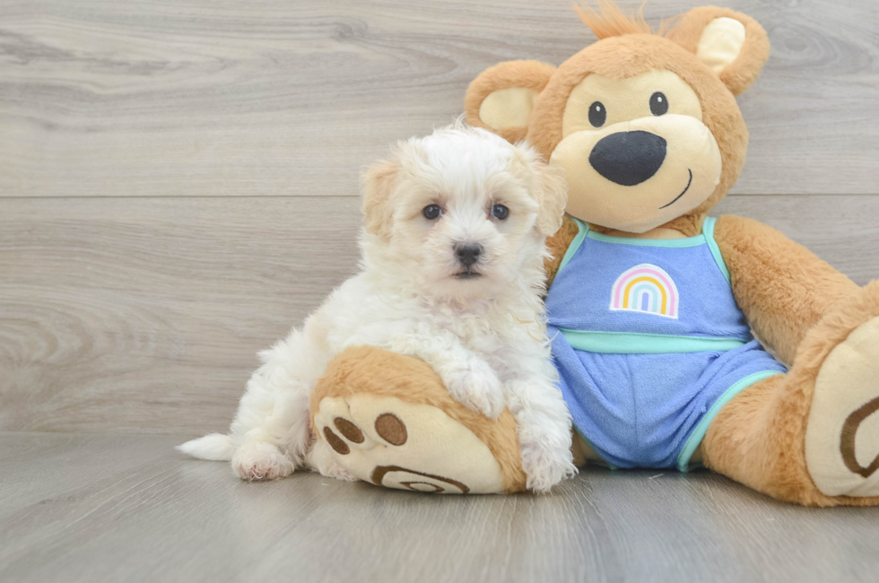 5 week old Maltipoo Puppy For Sale - Pilesgrove Pups