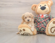 9 week old Maltipoo Puppy For Sale - Pilesgrove Pups