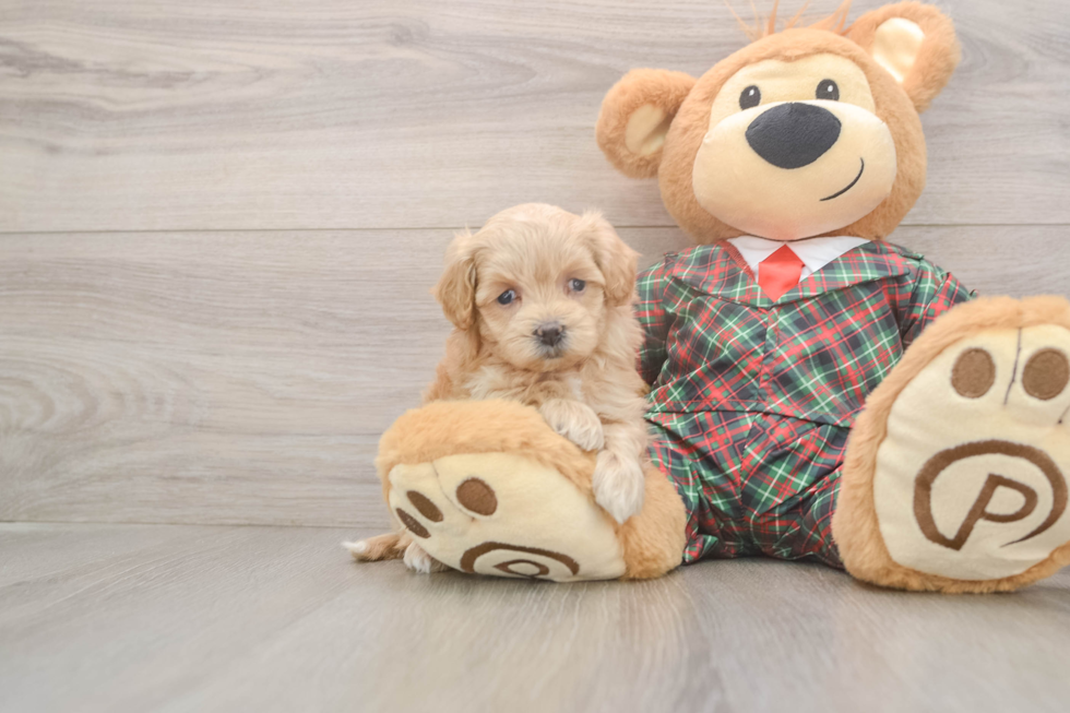 Maltipoo Puppy for Adoption