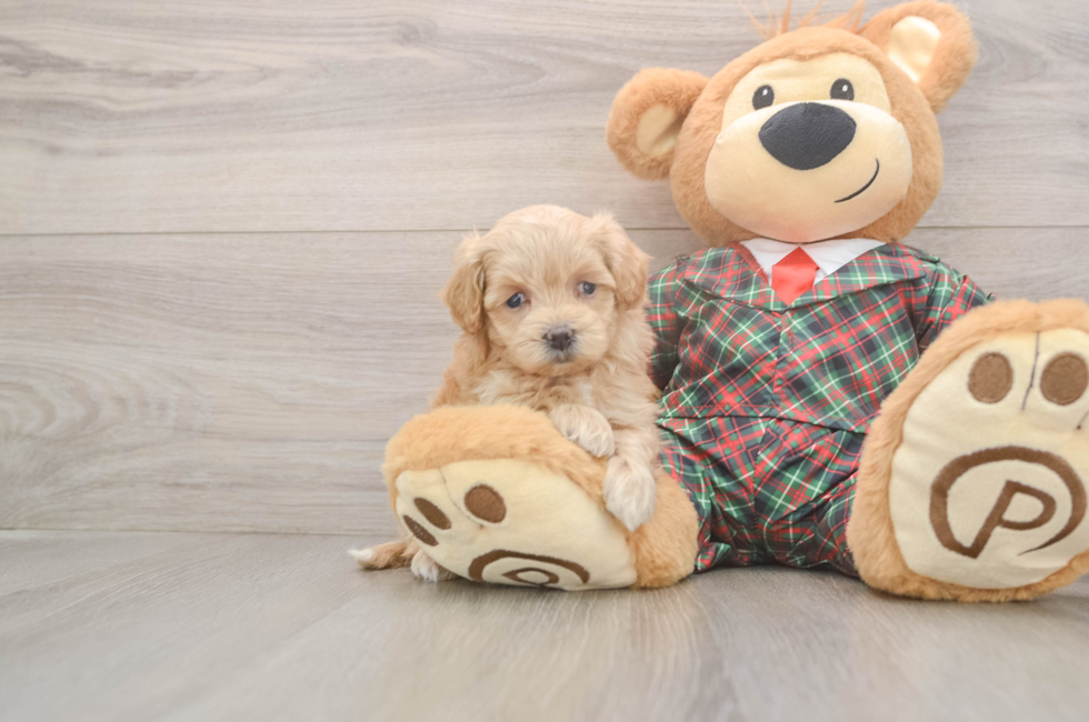 9 week old Maltipoo Puppy For Sale - Pilesgrove Pups