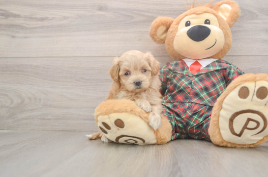 Maltipoo Puppy for Adoption