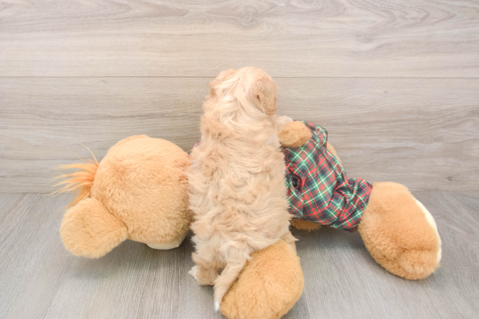 Maltipoo Puppy for Adoption