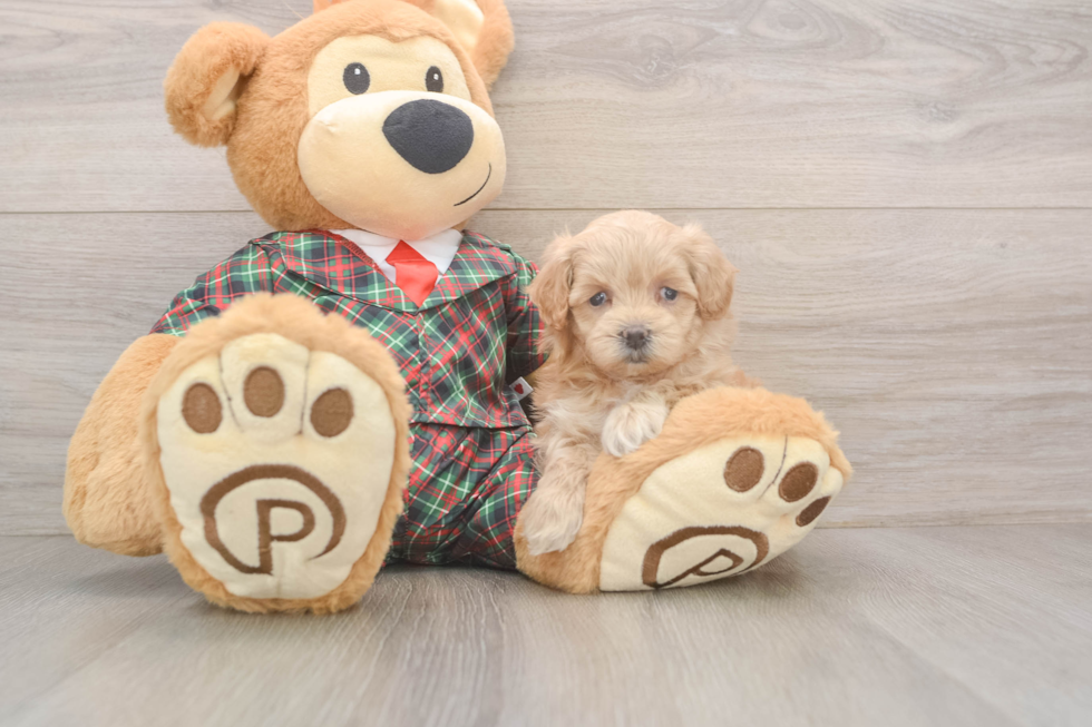 Smart Maltipoo Poodle Mix Pup