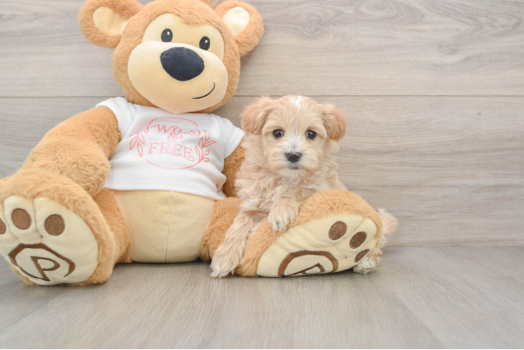 Best Maltipoo Baby