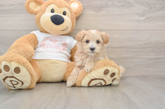 Best Maltipoo Baby