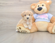 7 week old Maltipoo Puppy For Sale - Pilesgrove Pups