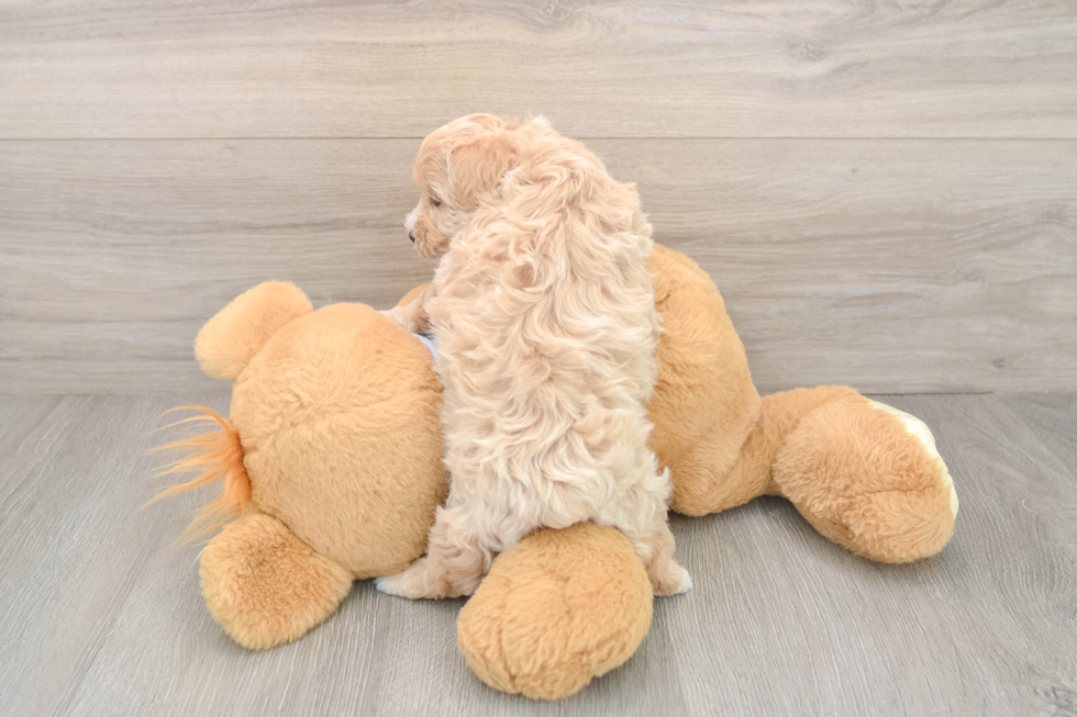 Playful Multipoo Poodle Mix Puppy