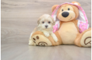 Funny Maltipoo Poodle Mix Pup