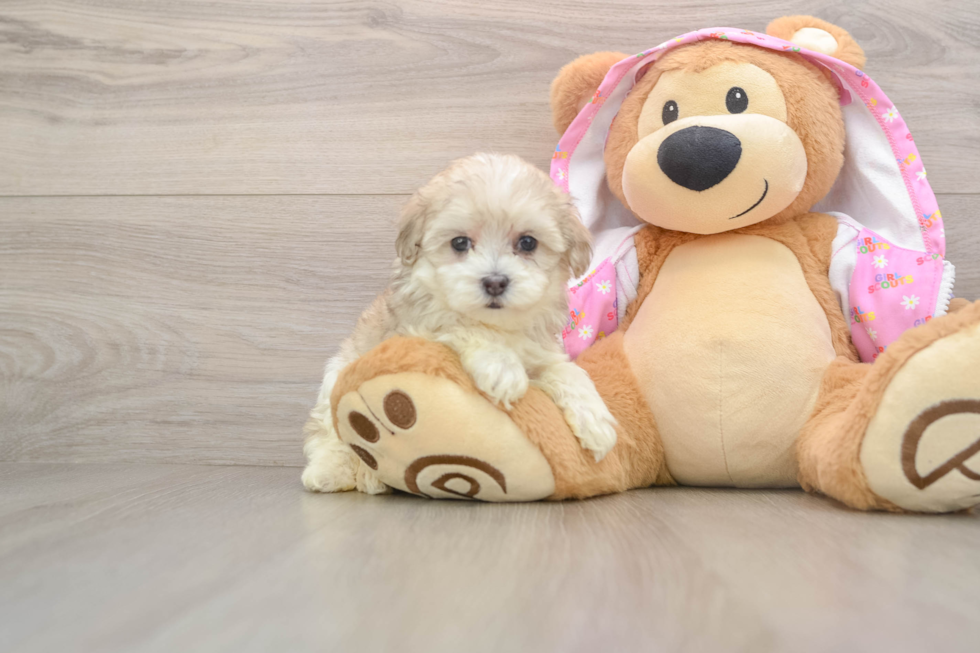 Funny Maltipoo Poodle Mix Pup