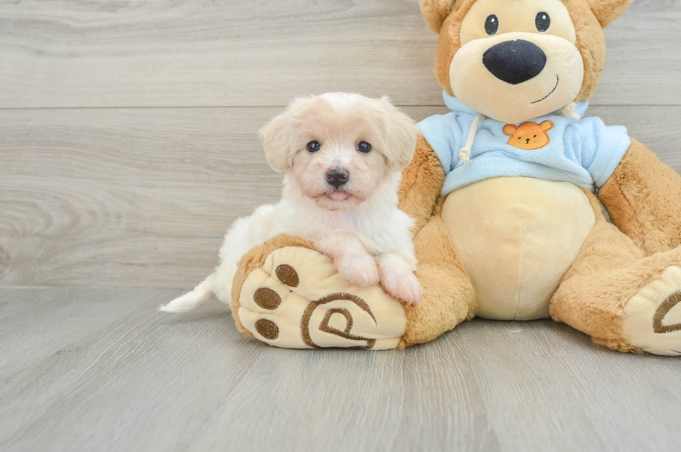 7 week old Maltipoo Puppy For Sale - Pilesgrove Pups