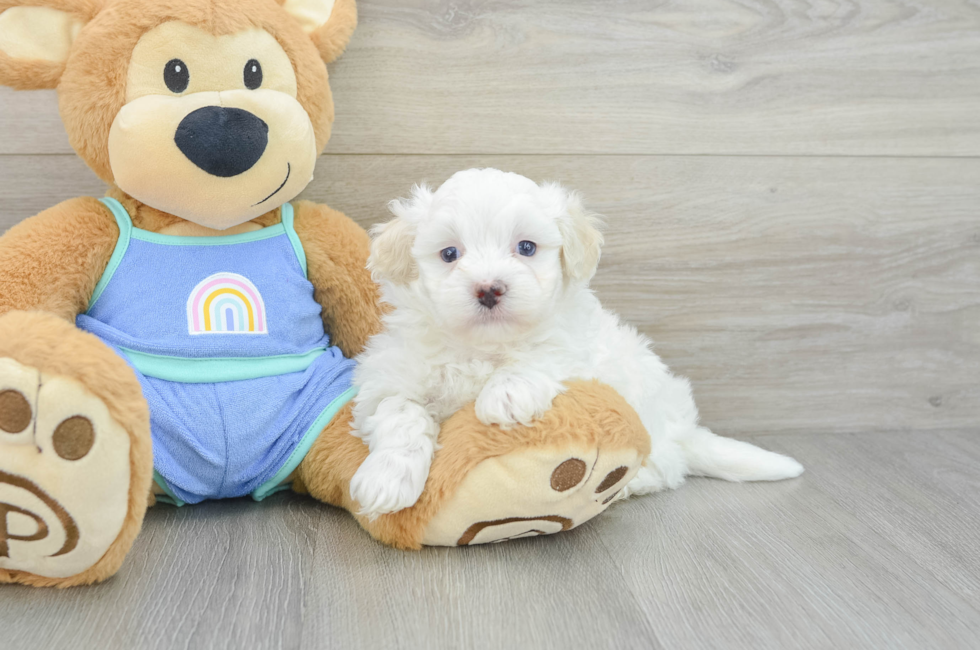 5 week old Maltipoo Puppy For Sale - Pilesgrove Pups