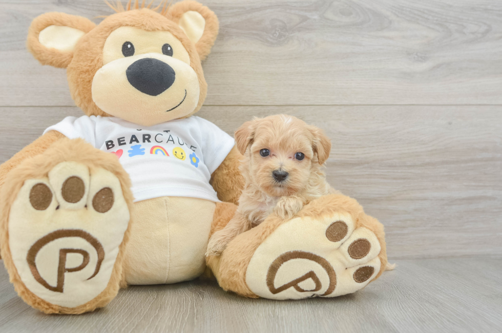 6 week old Maltipoo Puppy For Sale - Pilesgrove Pups