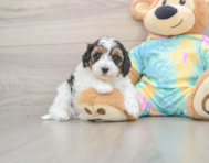 8 week old Maltipoo Puppy For Sale - Pilesgrove Pups