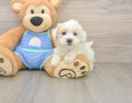 8 week old Maltipoo Puppy For Sale - Pilesgrove Pups