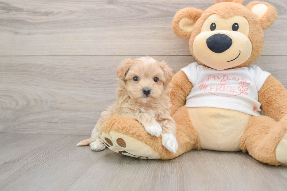 Maltipoo Pup Being Cute