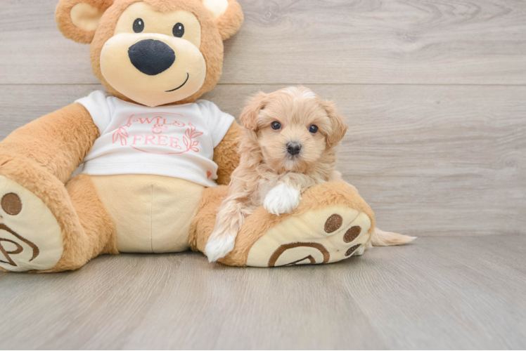 Adorable Malt Oodle Poodle Mix Puppy