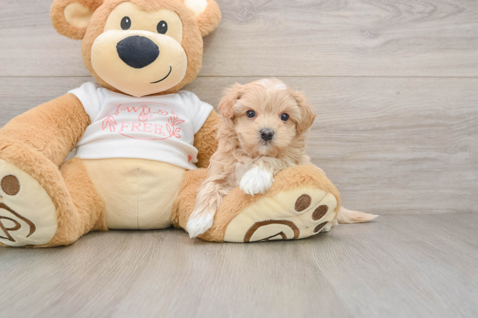 Adorable Malt Oodle Poodle Mix Puppy