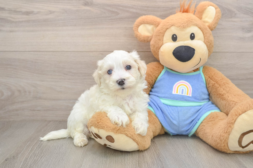 Maltipoo Pup Being Cute