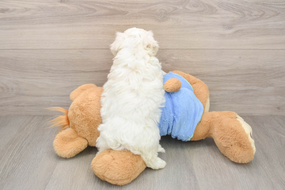 Maltipoo Pup Being Cute
