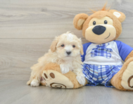 8 week old Maltipoo Puppy For Sale - Pilesgrove Pups