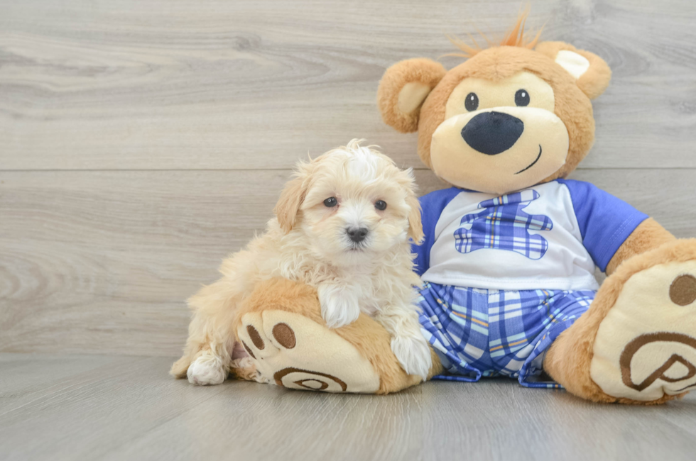 8 week old Maltipoo Puppy For Sale - Pilesgrove Pups