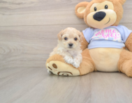 7 week old Maltipoo Puppy For Sale - Pilesgrove Pups