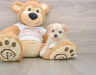 9 week old Maltipoo Puppy For Sale - Pilesgrove Pups