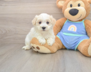 8 week old Maltipoo Puppy For Sale - Pilesgrove Pups