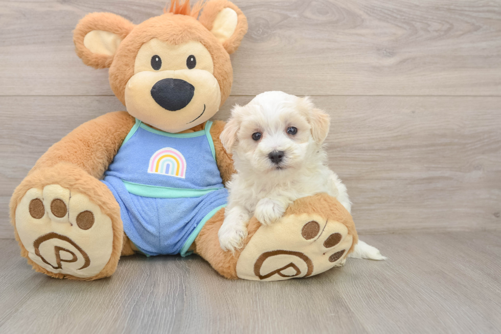Maltipoo Puppy for Adoption