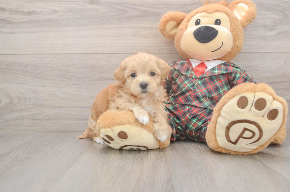 5 week old Maltipoo Puppy For Sale - Pilesgrove Pups