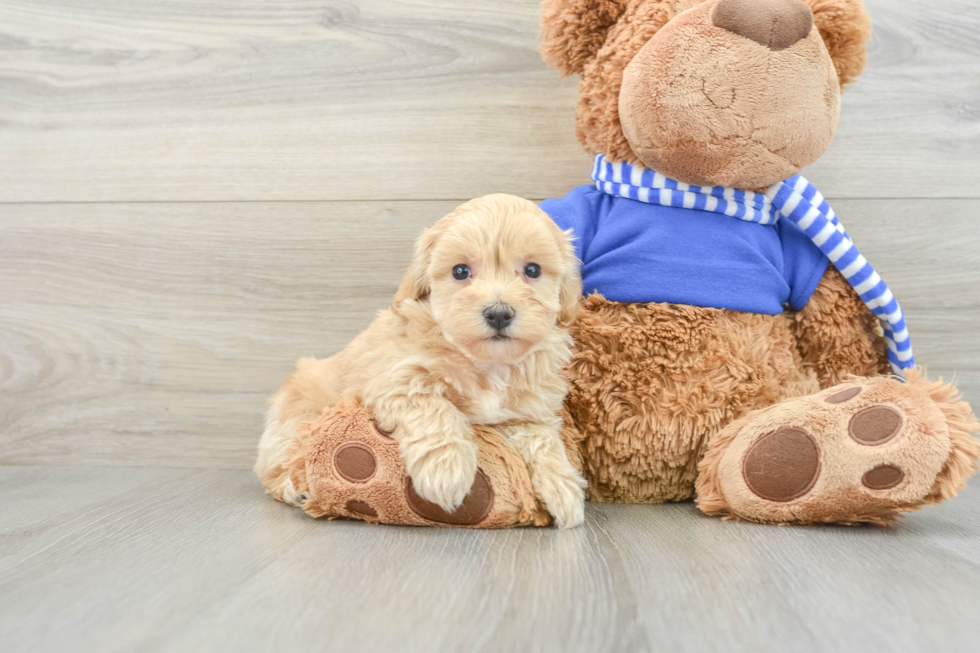 Little Maltepoo Poodle Mix Puppy