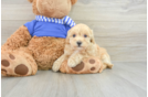 Petite Maltipoo Poodle Mix Pup