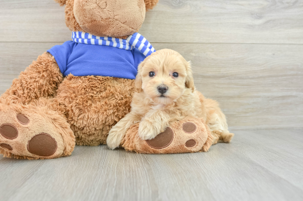 7 week old Maltipoo Puppy For Sale - Pilesgrove Pups