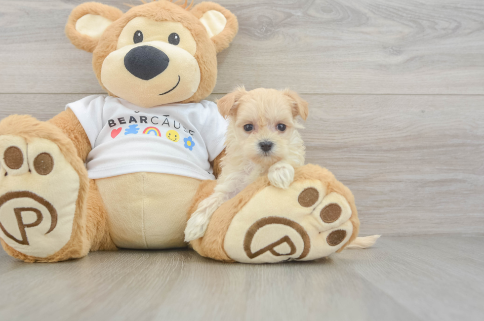 6 week old Maltipoo Puppy For Sale - Pilesgrove Pups