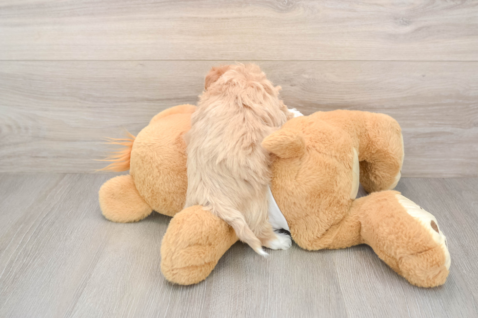 Maltipoo Pup Being Cute