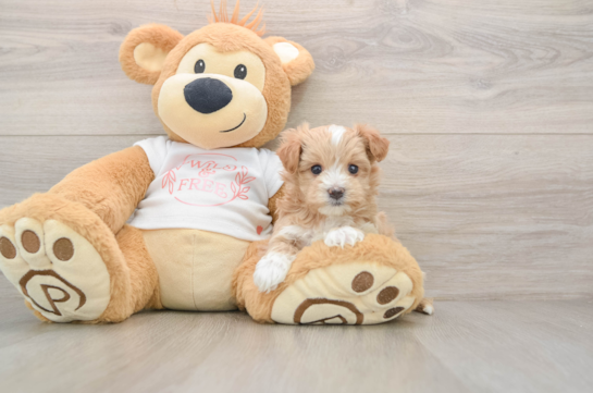 Playful Malt Oodle Poodle Mix Puppy