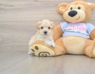 7 week old Maltipoo Puppy For Sale - Pilesgrove Pups