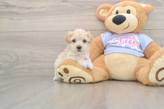 Petite Maltipoo Poodle Mix Pup